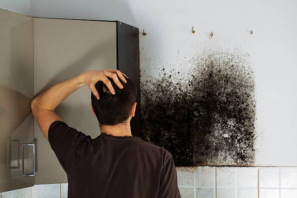 Best Black Mold Remediation in Kenyon, MN